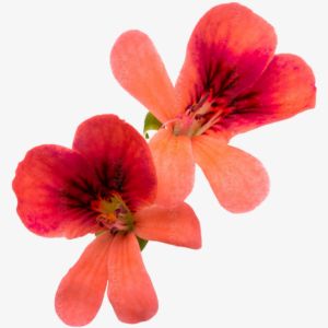 African Geranium