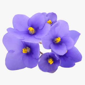 African Violet