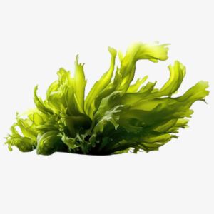 Algae