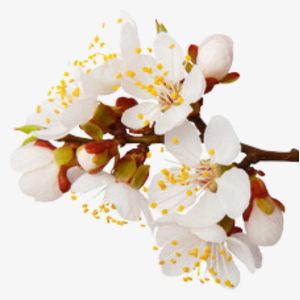 Apricot Blossom