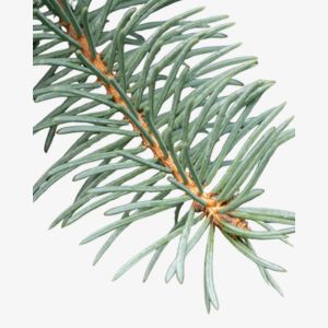 Balsam Fir