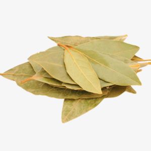 Bay Leaf