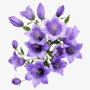 Bellflower