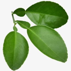 Bergamot Leaf