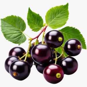 Black Currant