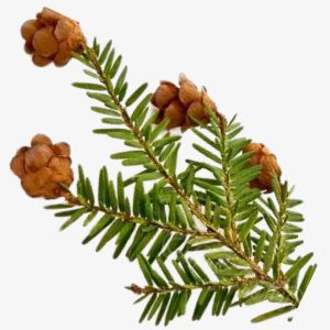 Black Hemlock