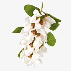 Black Locust
