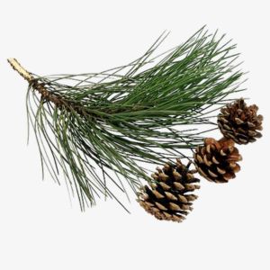 Black Pine