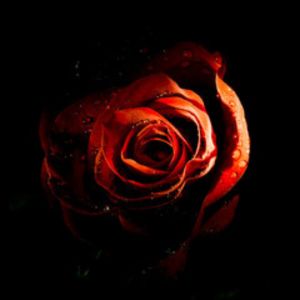 Black Rose