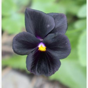 Black Violet