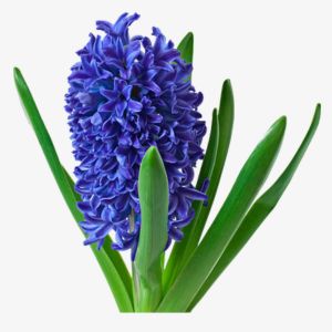 Blue Hyacinth