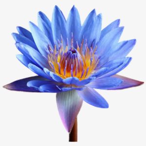 Blue Lotus