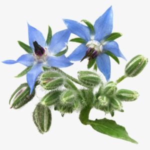 Borage