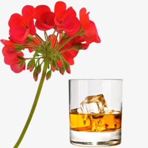 Bourbon Geranium