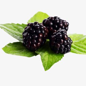 Boysenberry