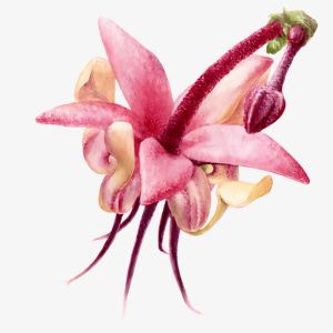 Cacao Blossom