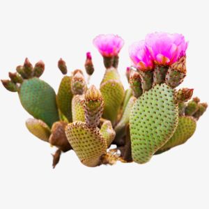 Cactus Flower