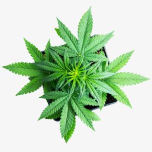 Cannabis