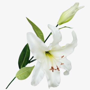 Casablanca Lily