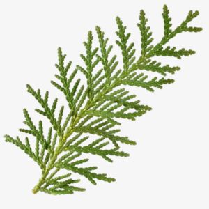 Cedar Leaf