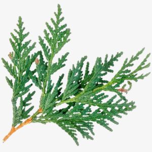 Cedar Leaves