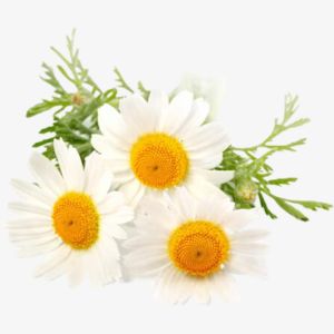 Chamomile