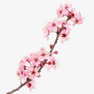 Cherry Blossom