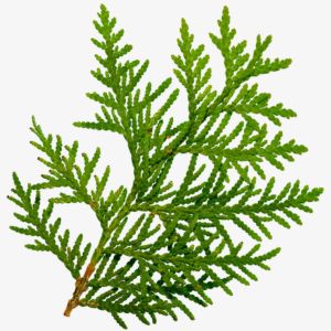 Chinese Cedar