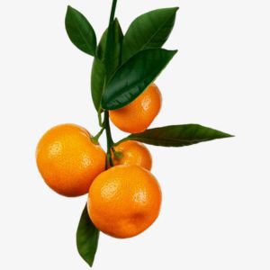 Chinotto