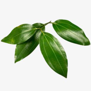Cinnamon Leaf