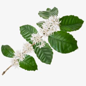 Coffee Blossom