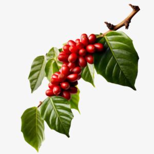 Coffee Tree