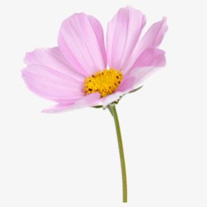 Cosmos Flower