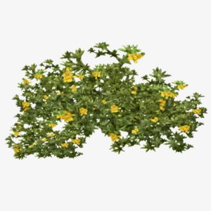 Creosote