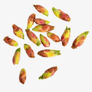 Currant Buds
