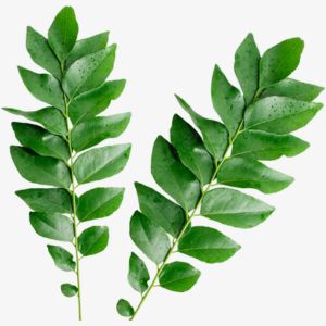 Curry Tree