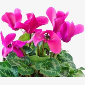 Cyclamen