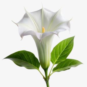 Datura