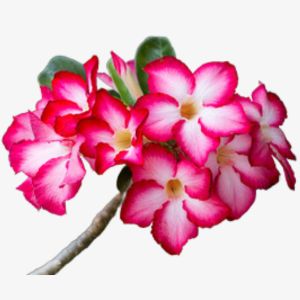 Desert Rose