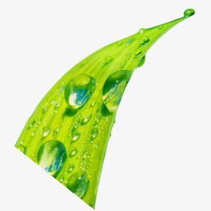 Dew Drop