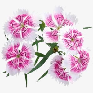 Dianthus