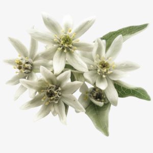 Edelweiss