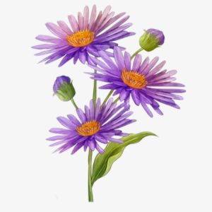 Erigeron