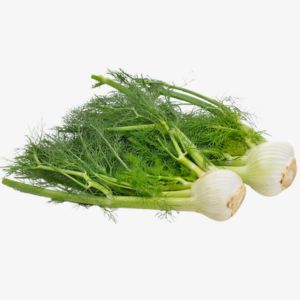 Fennel