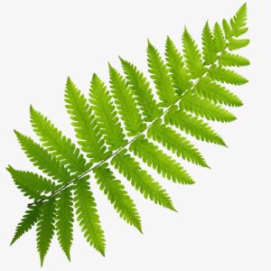 Fern