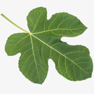 Fig Leaf