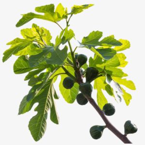 Fig Tree