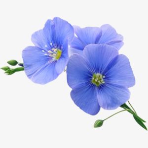 Flax