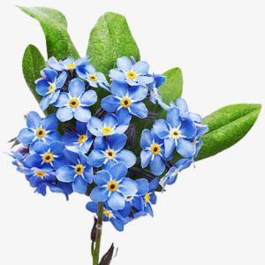 Forget Me Not