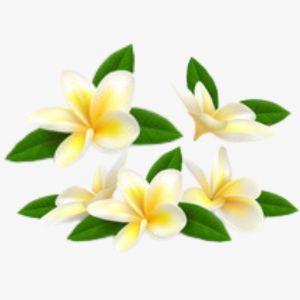 Frangipani